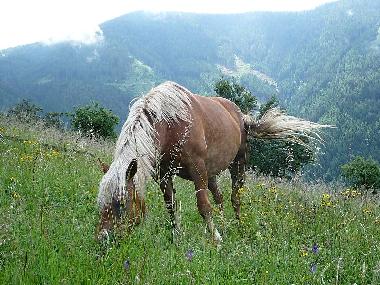 Cama y desayuno en Frassilongo (Trento)Casa de vacaciones