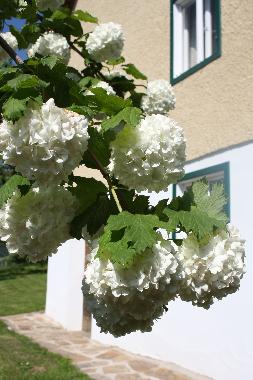 Casa de vacaciones en Schwanberg (West- und S�dsteiermark)Casa de vacaciones