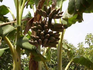 Casa de vacaciones en Benidoleig (Alicante / Alacant)Casa de vacaciones