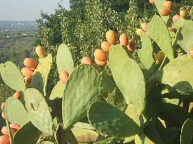 Casa de vacaciones en ostuni (Brindisi)Casa de vacaciones