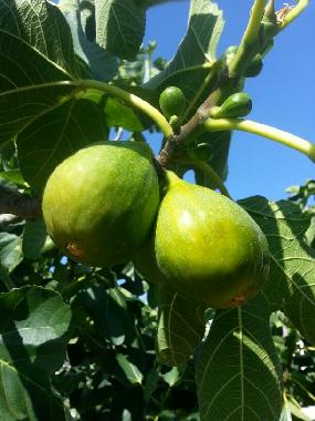 Casa de vacaciones en ostuni (Brindisi)Casa de vacaciones