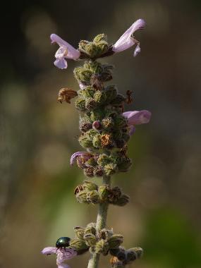 Casa de vacaciones en SYROS (Kyklades)Casa de vacaciones