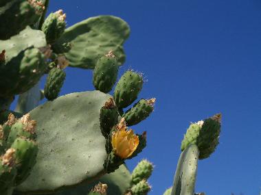 Casa de vacaciones en SYROS (Kyklades)Casa de vacaciones