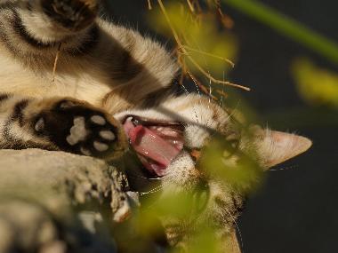 Casa de vacaciones en SYROS (Kyklades)Casa de vacaciones