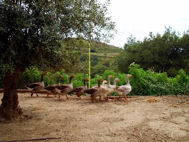 Casa de vacaciones en SYROS (Kyklades)Casa de vacaciones