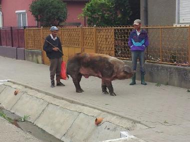 Casa de vacaciones en sancel (Sibiu)Casa de vacaciones
