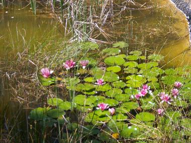 Cama y desayuno en CARCASSONNE (Aude)Casa de vacaciones