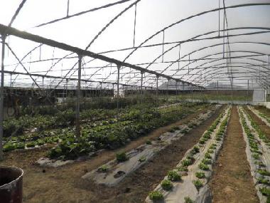 Cama y desayuno en Collesalvetti - Crocino (Livorno)Casa de vacaciones