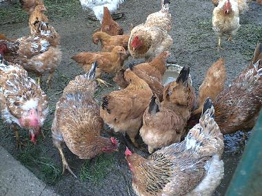 Cama y desayuno en Collesalvetti - Crocino (Livorno)Casa de vacaciones