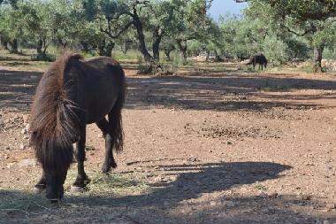 Casa de vacaciones en camarles (Tarragona)Casa de vacaciones