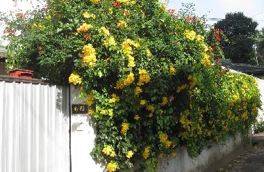 Cama y desayuno en Lewella (Kandy)Casa de vacaciones