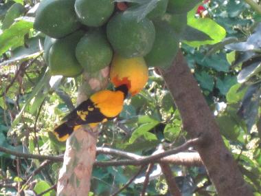 Cama y desayuno en Lewella (Kandy)Casa de vacaciones