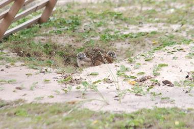 Cama y desayuno en Ponta Negra (Rio de Janeiro)Casa de vacaciones