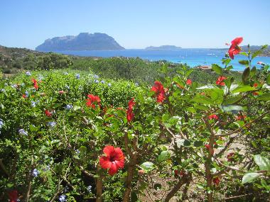 Apartamento de vacaciones en Porto Istana (Olbia-Tempio)Casa de vacaciones