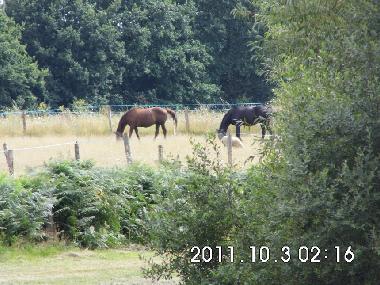 Apartamento de vacaciones en Nouan le Fuzelier (Centro)Casa de vacaciones