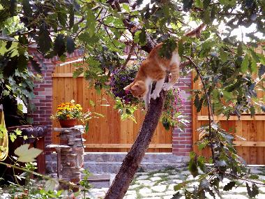 Casa de vacaciones en Vale (Sibiu)Casa de vacaciones