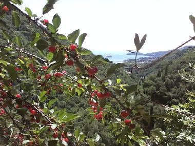 Casa de vacaciones en rapallo (Genova)Casa de vacaciones