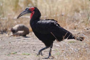 Casa de vacaciones en Phalaborwa (KRUGERPARK) (Northern Province)Casa de vacaciones