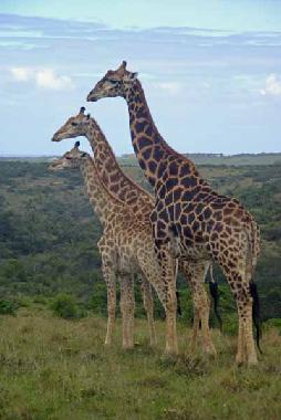 Casa de vacaciones en Phalaborwa (KRUGERPARK) (Northern Province)Casa de vacaciones