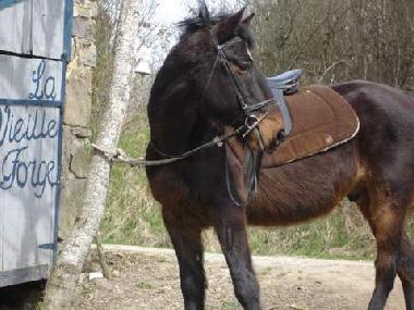 Cama y desayuno en 63440 (Puy-de-D�me)Casa de vacaciones