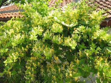 Casa de vacaciones en Balchik (Dobrich)Casa de vacaciones