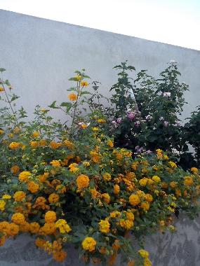 Apartamento de vacaciones en Cagliari (Cagliari)Casa de vacaciones