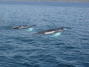 Casa de vacaciones en las galeras (Samana)Casa de vacaciones
