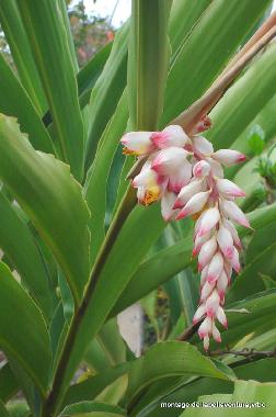 Villa en las galeras (Samana)Casa de vacaciones