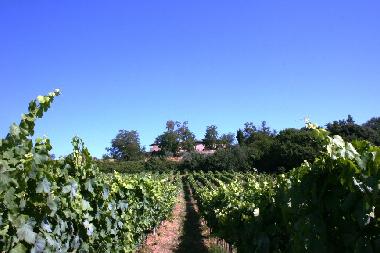 Casa de vacaciones en Gambassi terme (Firenze)Casa de vacaciones