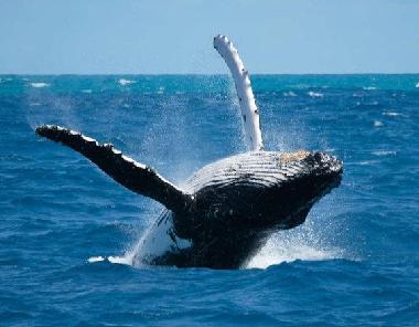 Apartamento de vacaciones en SAL REI (Boa Vista)Casa de vacaciones