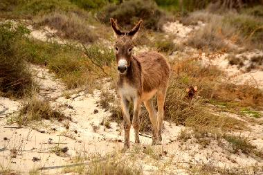 Apartamento de vacaciones en SAL REI (Boa Vista)Casa de vacaciones
