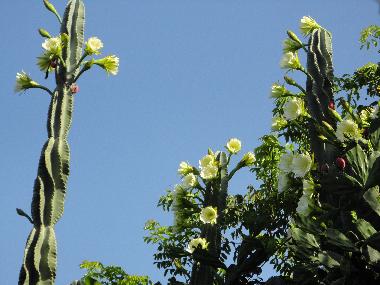 Casa de vacaciones en la boca trinidad (Sancti Spiritus)Casa de vacaciones