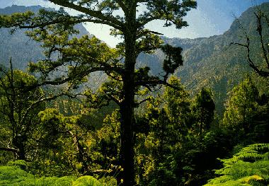 Villa en Tijarafe (La Palma und El Hierro)Casa de vacaciones