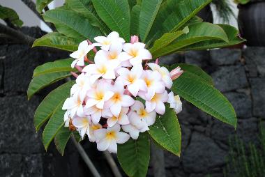 Casa de vacaciones en La Asomada (Lanzarote)Casa de vacaciones