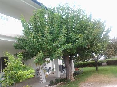 Apartamento de vacaciones en Lopar (Primorsko-Goranska)Casa de vacaciones