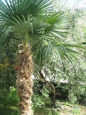 Apartamento de vacaciones en Omi (Splitsko-Dalmatinska)Casa de vacaciones