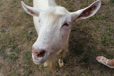 Casa de vacaciones en Kryvenik (Gabrovo)Casa de vacaciones