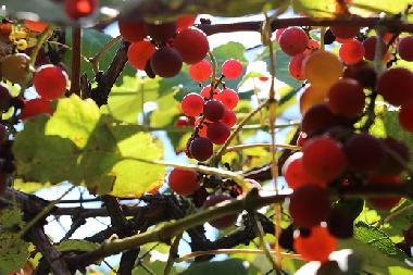 Casa de vacaciones en Kryvenik (Gabrovo)Casa de vacaciones