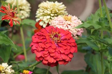 Casa de vacaciones en Kryvenik (Gabrovo)Casa de vacaciones