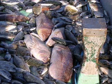 Apartamento de vacaciones en Mandre (Zadarska)Casa de vacaciones