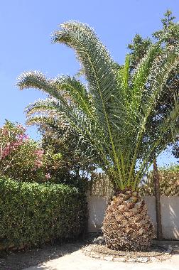 Villa en MEGAS GIALOS,SYROS (Kyklades)Casa de vacaciones