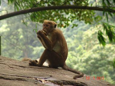 Villa en Moragalla (Kalutara)Casa de vacaciones
