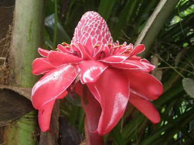 Casa de vacaciones en Puerto Viejo/Cocles (Limon)Casa de vacaciones