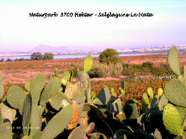 Apartamento de vacaciones en Guardamar del Segura (Alicante / Alacant)Casa de vacaciones