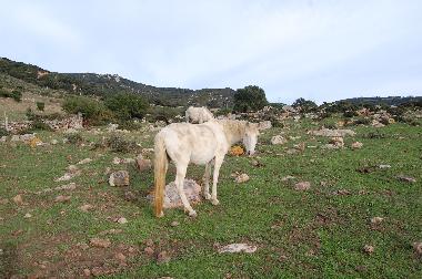 Chalet en Tarifa (C�diz)Casa de vacaciones