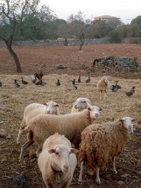 Casa de vacaciones en campos (Mallorca)Casa de vacaciones