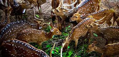 Casa de vacaciones en KOSWATTA (Colombo)Casa de vacaciones