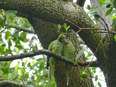 Casa de vacaciones en Beruwala (Kalutara)Casa de vacaciones