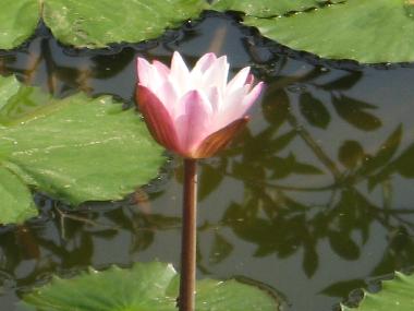 Hotel en Bentota (Galle)Casa de vacaciones