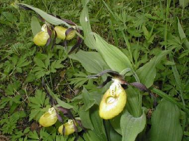 Casa de vacaciones en Rannak�la (Saaremaa)Casa de vacaciones